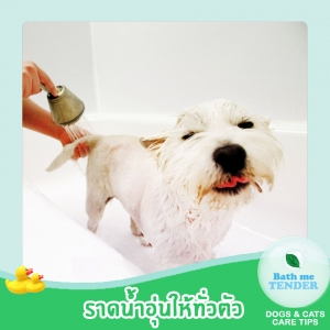 Bath me Tender - อาบน้ำหมา วิธีอาบน้ำสุนัข ขั้นตอนอาบน้ำหมา 2