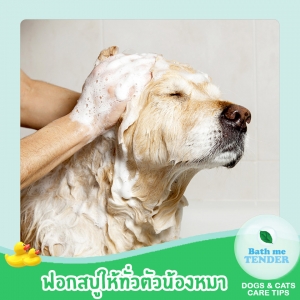 Bath me Tender - อาบน้ำหมา วิธีอาบน้ำสุนัข ขั้นตอนอาบน้ำหมา 3